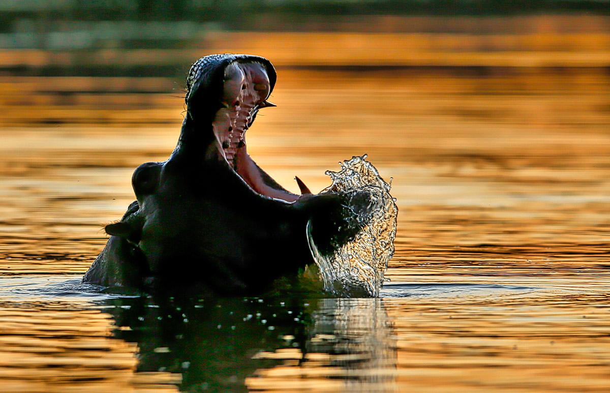 Gabriela Staebler | WILDLIFE PHOTOGRAPHY