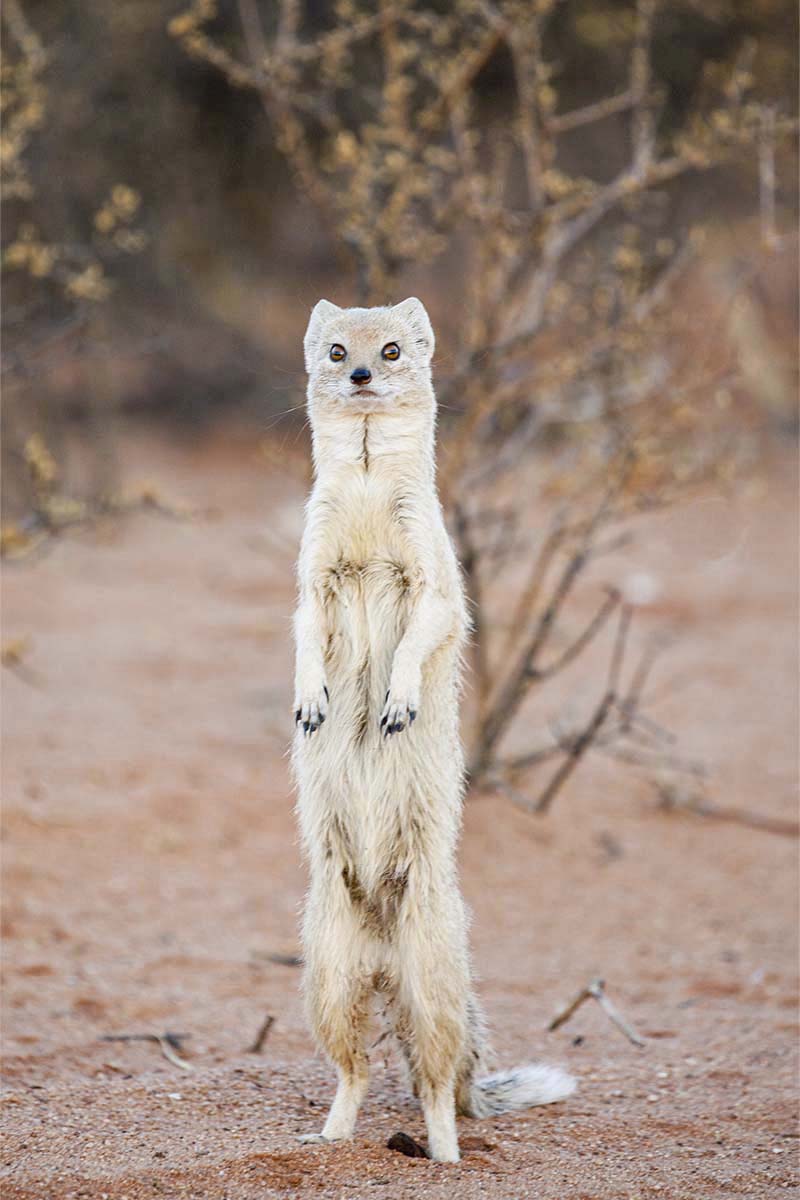 Gabriela Staebler | WILDLIFE PHOTOGRAPHY