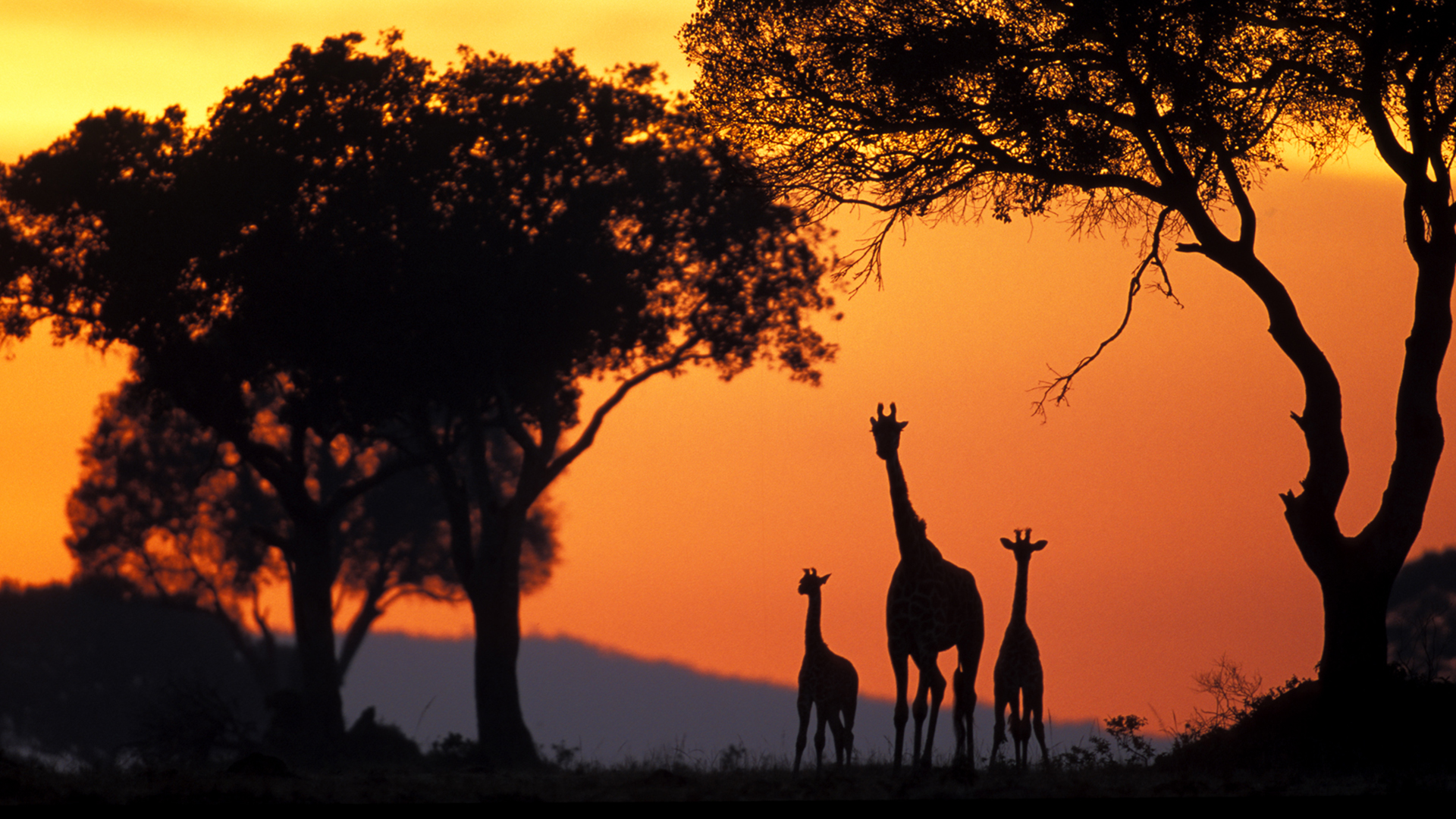 Gabriela Staebler | WILDLIFE PHOTOGRAPHY