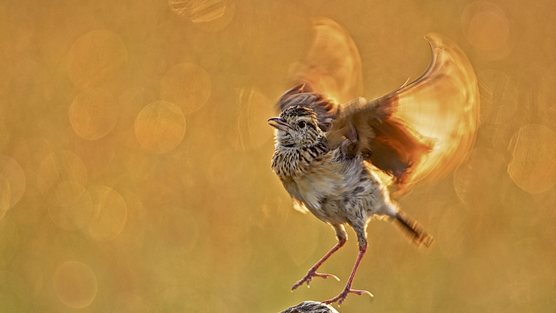 Gabriela Staebler | WILDLIFE PHOTOGRAPHY