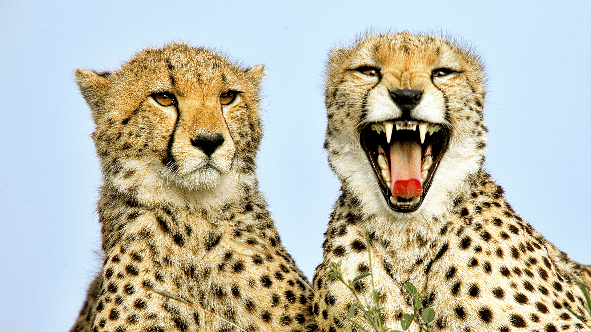 Gabriela Staebler | WILDLIFE PHOTOGRAPHY