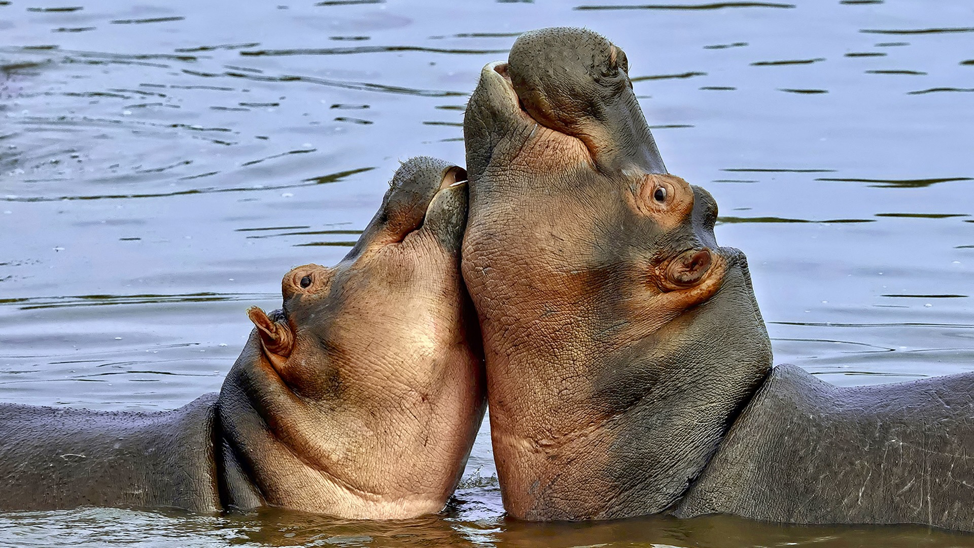 Gabriela Staebler | WILDLIFE PHOTOGRAPHY