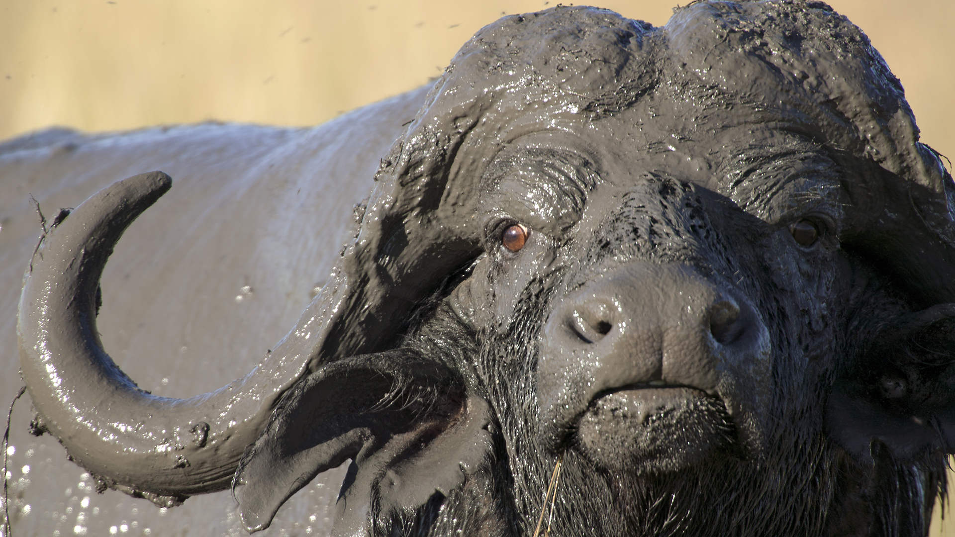 Gabriela Staebler | WILDLIFE PHOTOGRAPHY