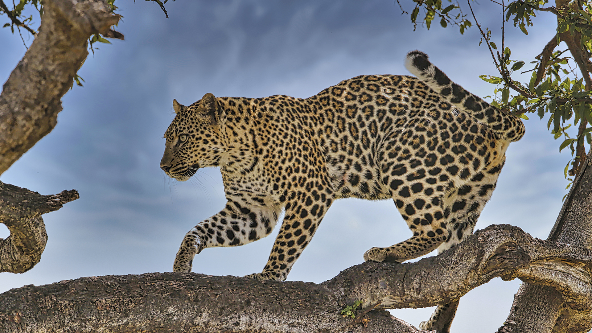 Gabriela Staebler | WILDLIFE PHOTOGRAPHY