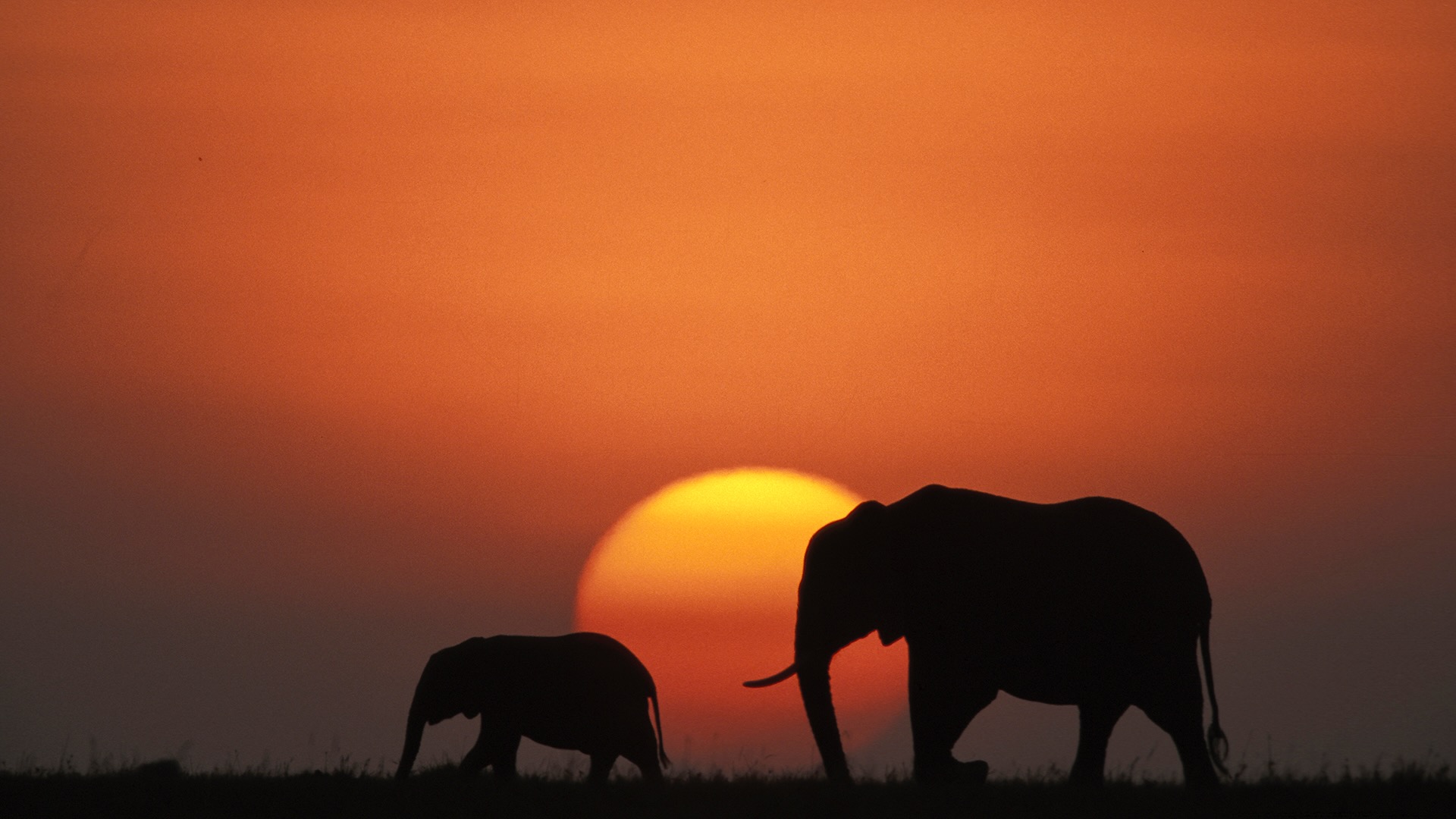 Gabriela Staebler | WILDLIFE PHOTOGRAPHY