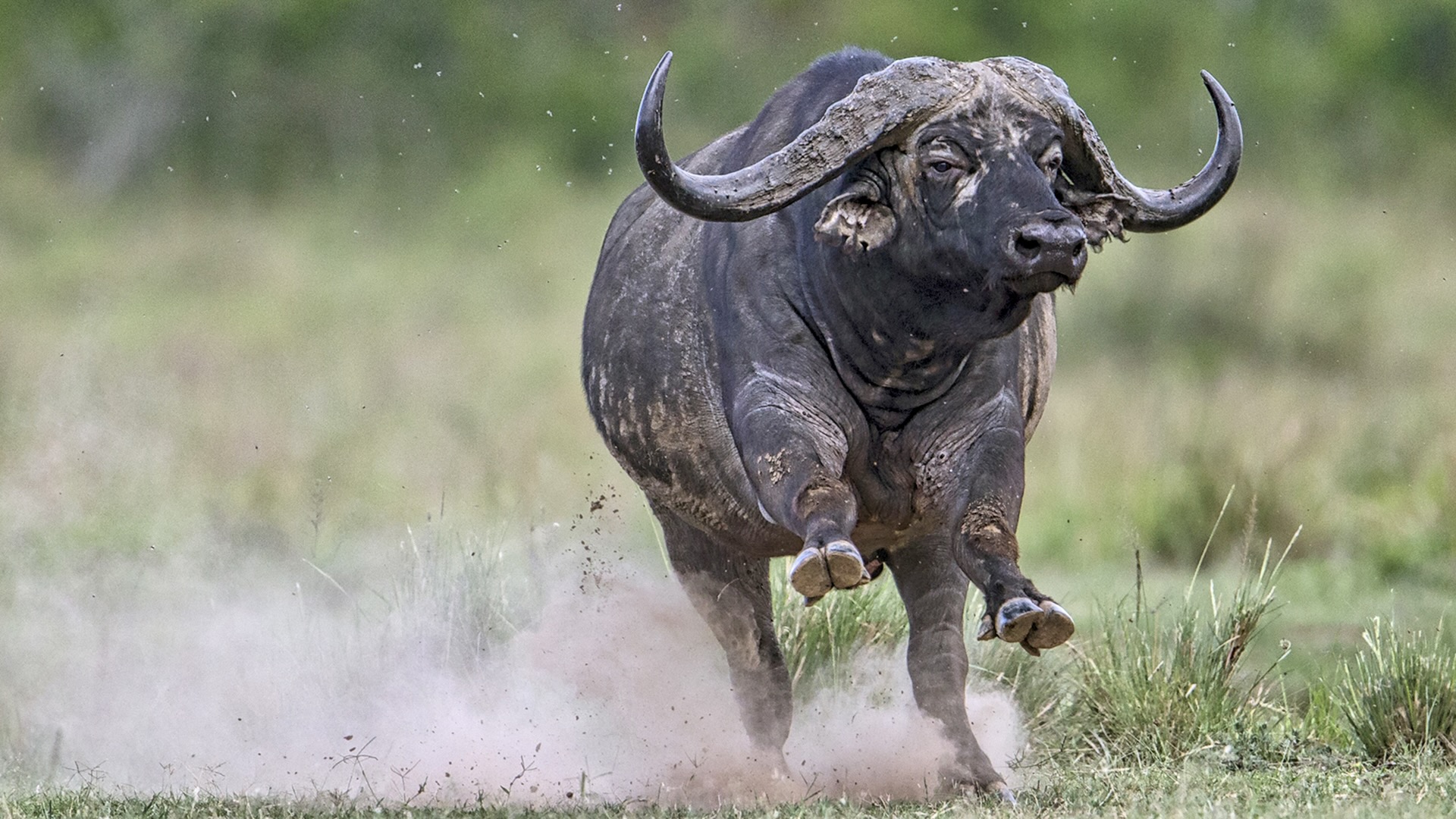 Gabriela Staebler | WILDLIFE PHOTOGRAPHY