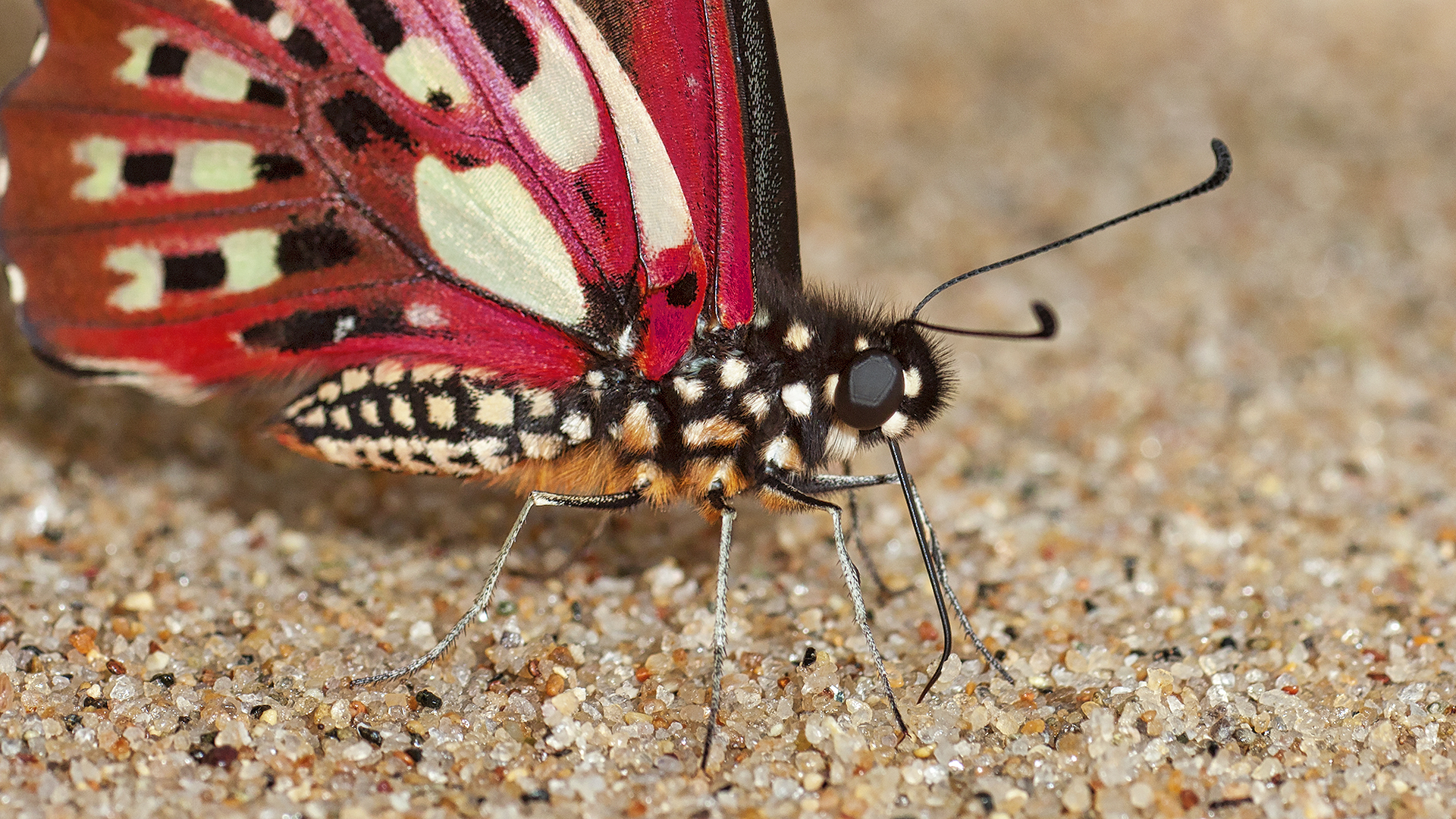 Gabriela Staebler | WILDLIFE PHOTOGRAPHY