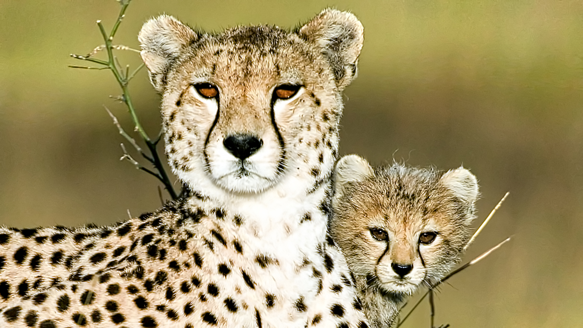 Gabriela Staebler | WILDLIFE PHOTOGRAPHY