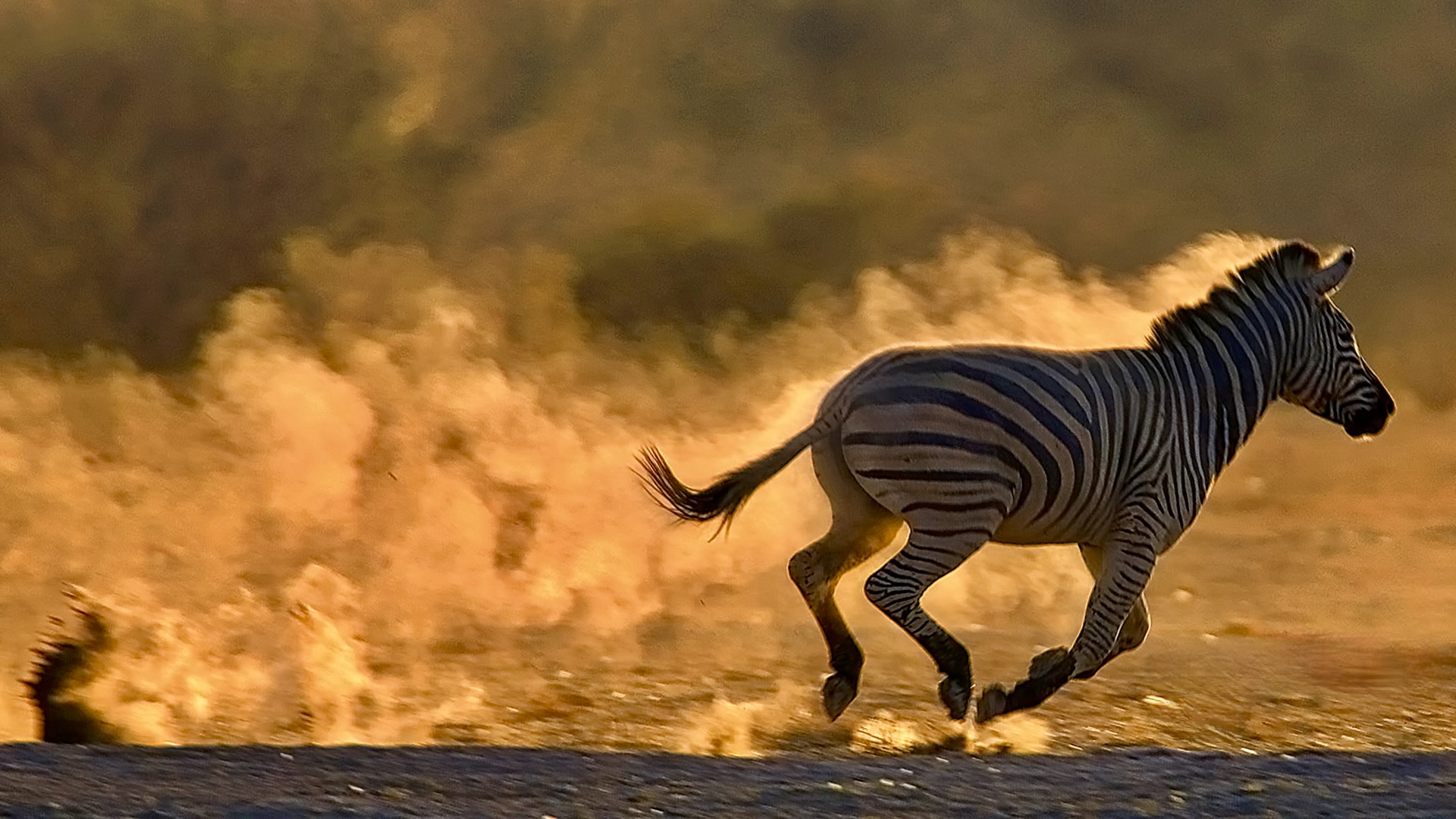 Gabriela Staebler | WILDLIFE PHOTOGRAPHY