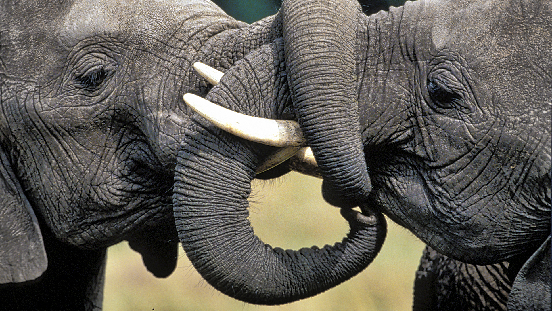 Gabriela Staebler | WILDLIFE PHOTOGRAPHY