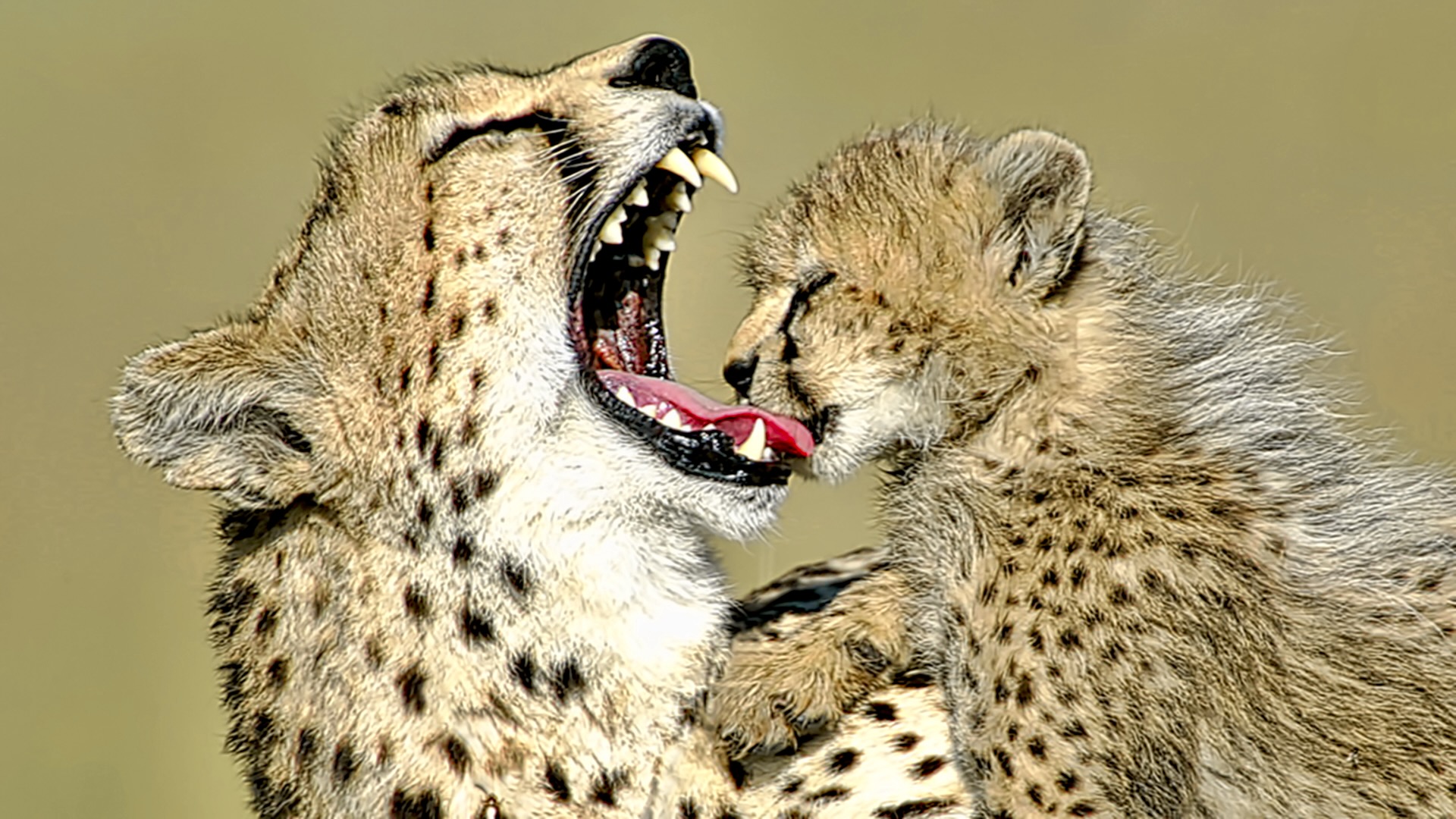 Gabriela Staebler | WILDLIFE PHOTOGRAPHY