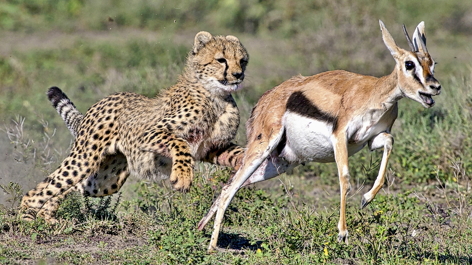 Gabriela Staebler | WILDLIFE PHOTOGRAPHY