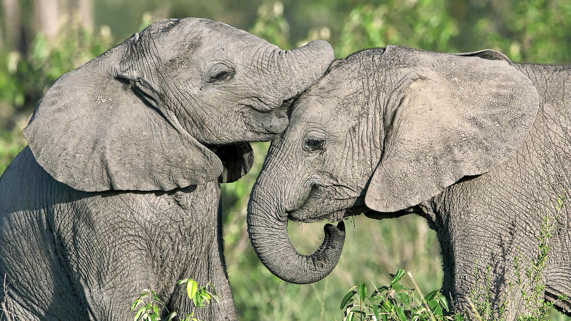 Gabriela Staebler | WILDLIFE PHOTOGRAPHY