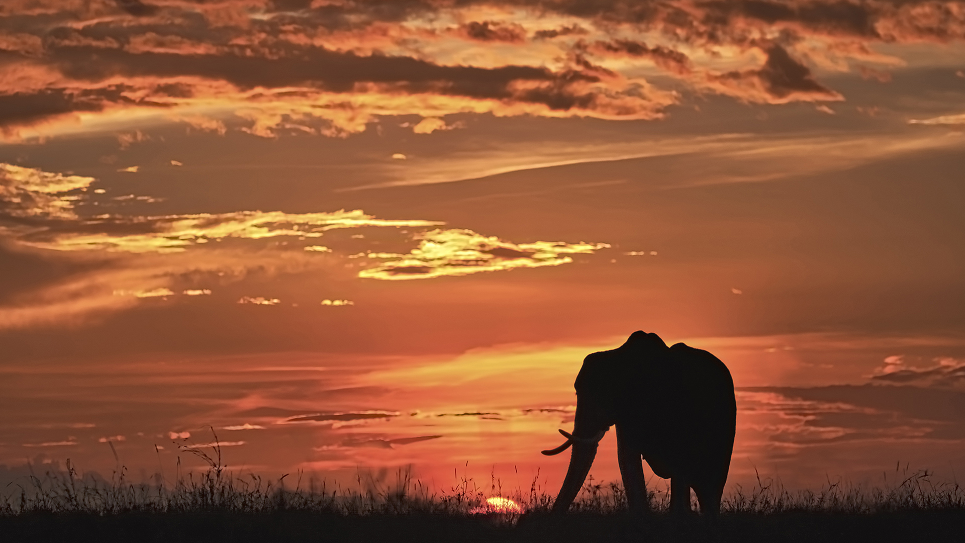 Gabriela Staebler | WILDLIFE PHOTOGRAPHY