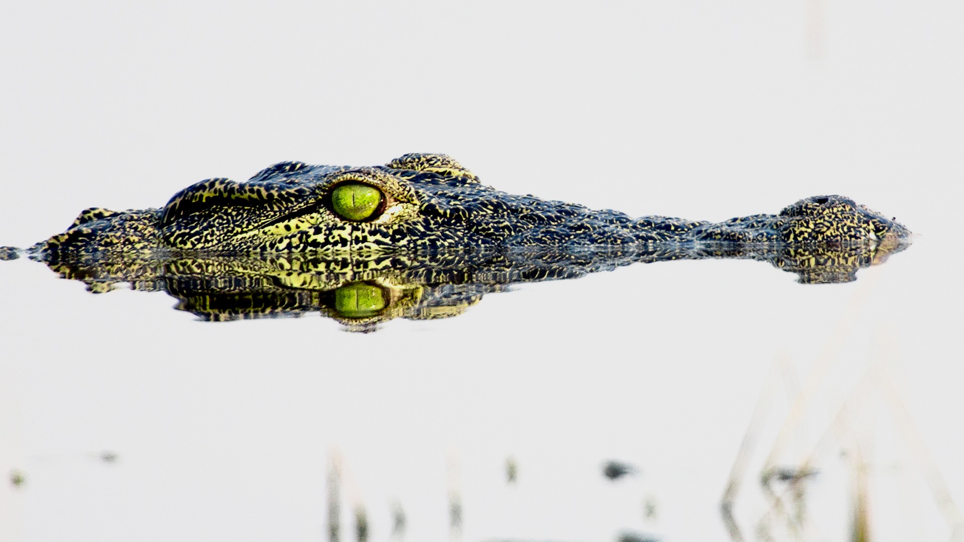 Gabriela Staebler | WILDLIFE PHOTOGRAPHY