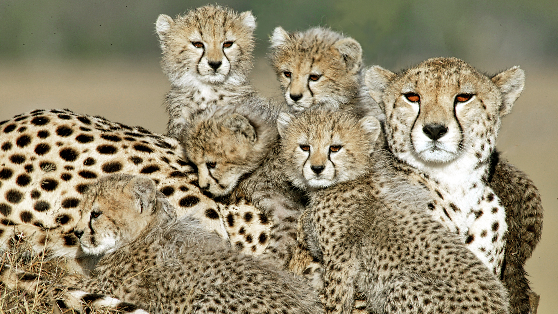 Gabriela Staebler | WILDLIFE PHOTOGRAPHY