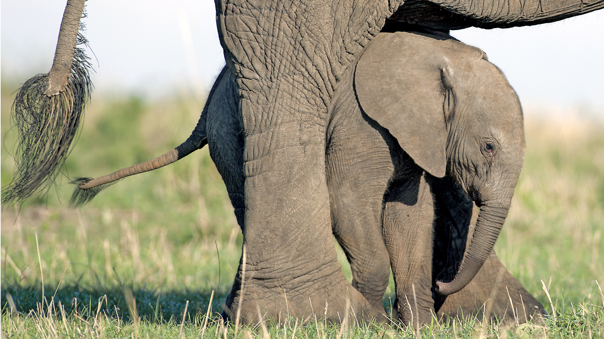 Gabriela Staebler | WILDLIFE PHOTOGRAPHY