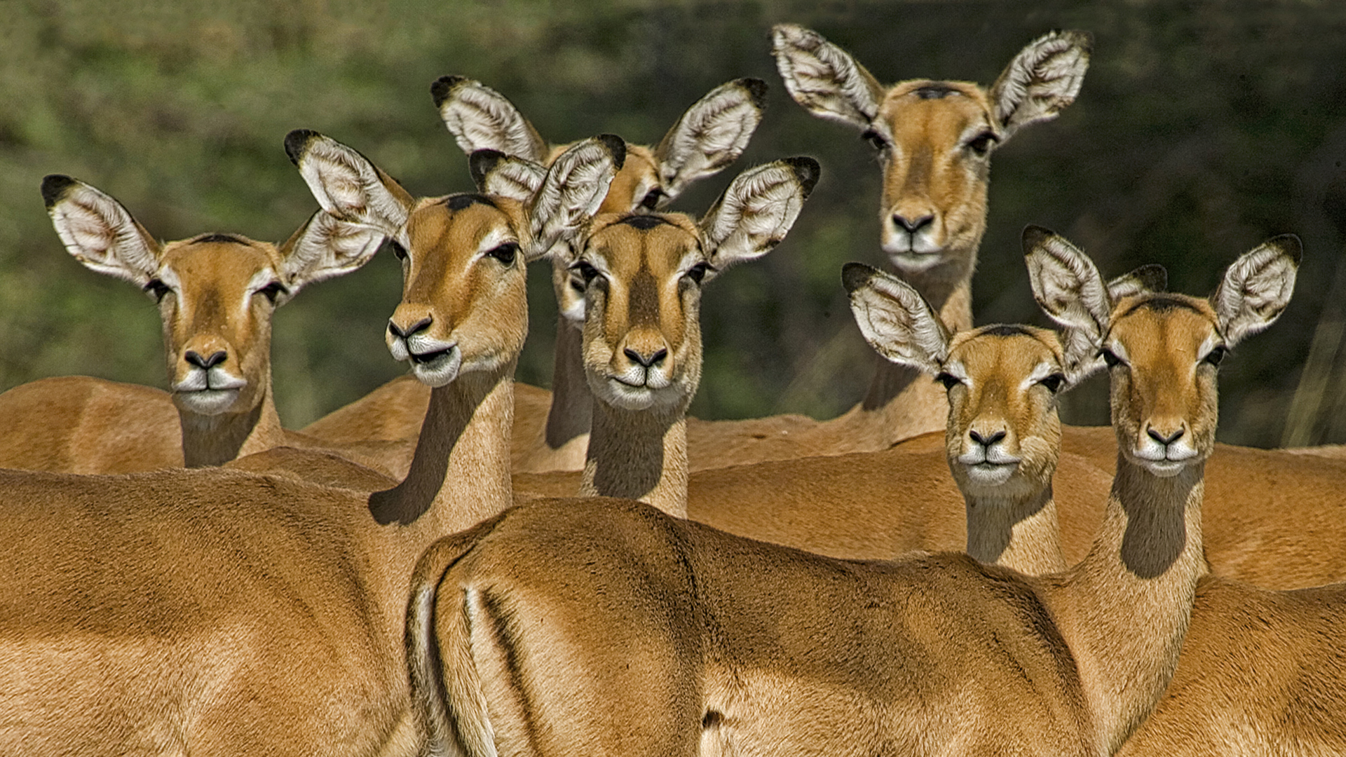 Gabriela Staebler | WILDLIFE PHOTOGRAPHY