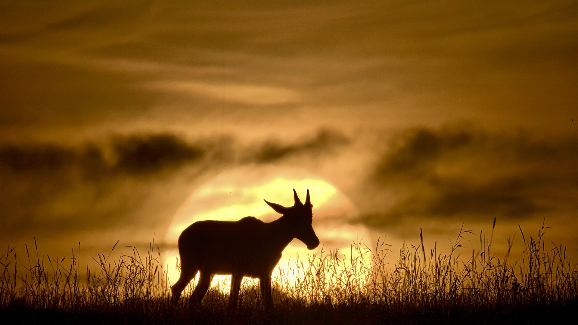 Gabriela Staebler | WILDLIFE PHOTOGRAPHY