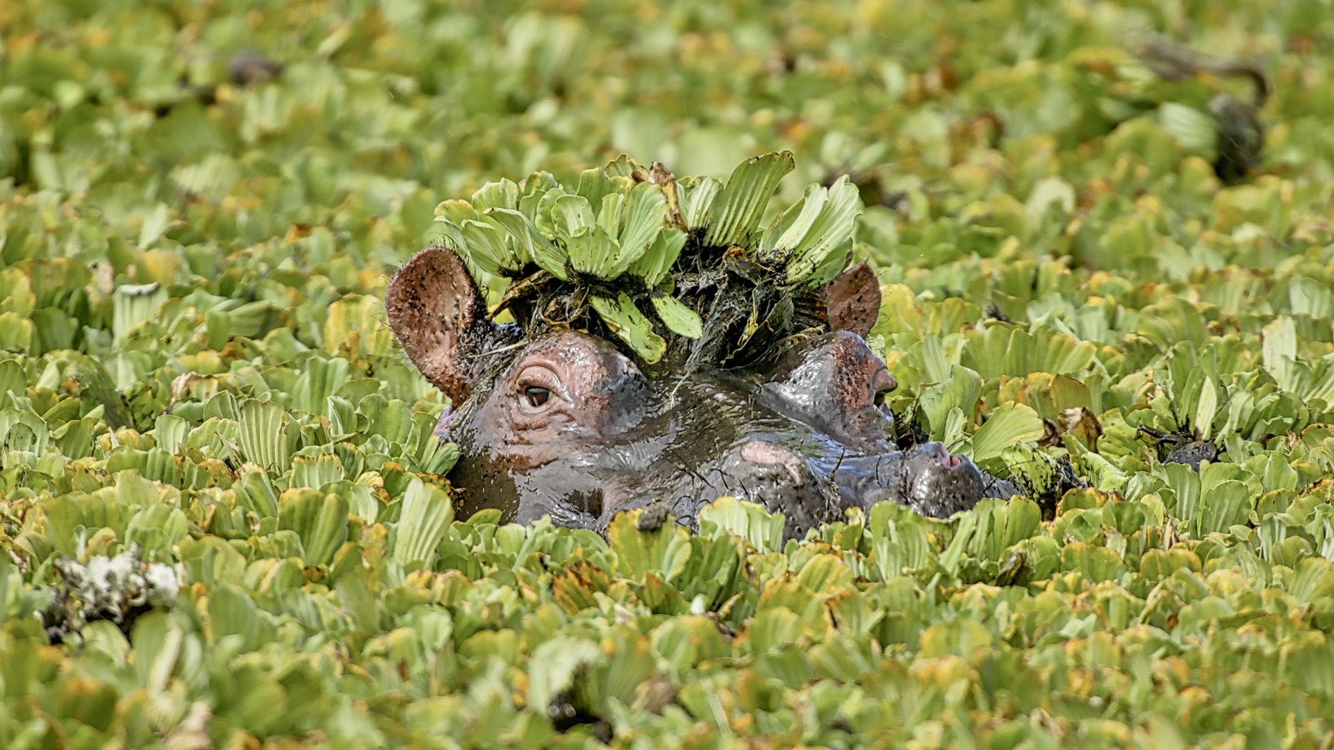 Gabriela Staebler | WILDLIFE PHOTOGRAPHY