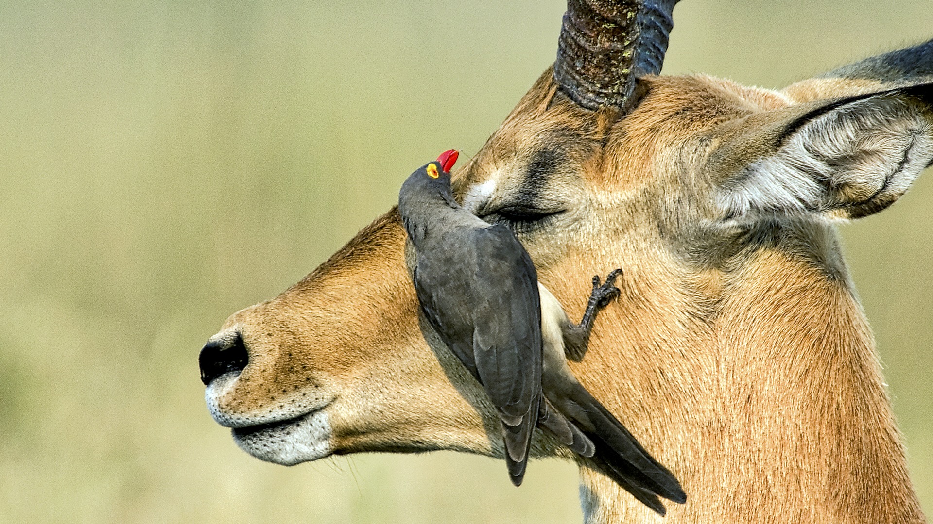 Gabriela Staebler | WILDLIFE PHOTOGRAPHY