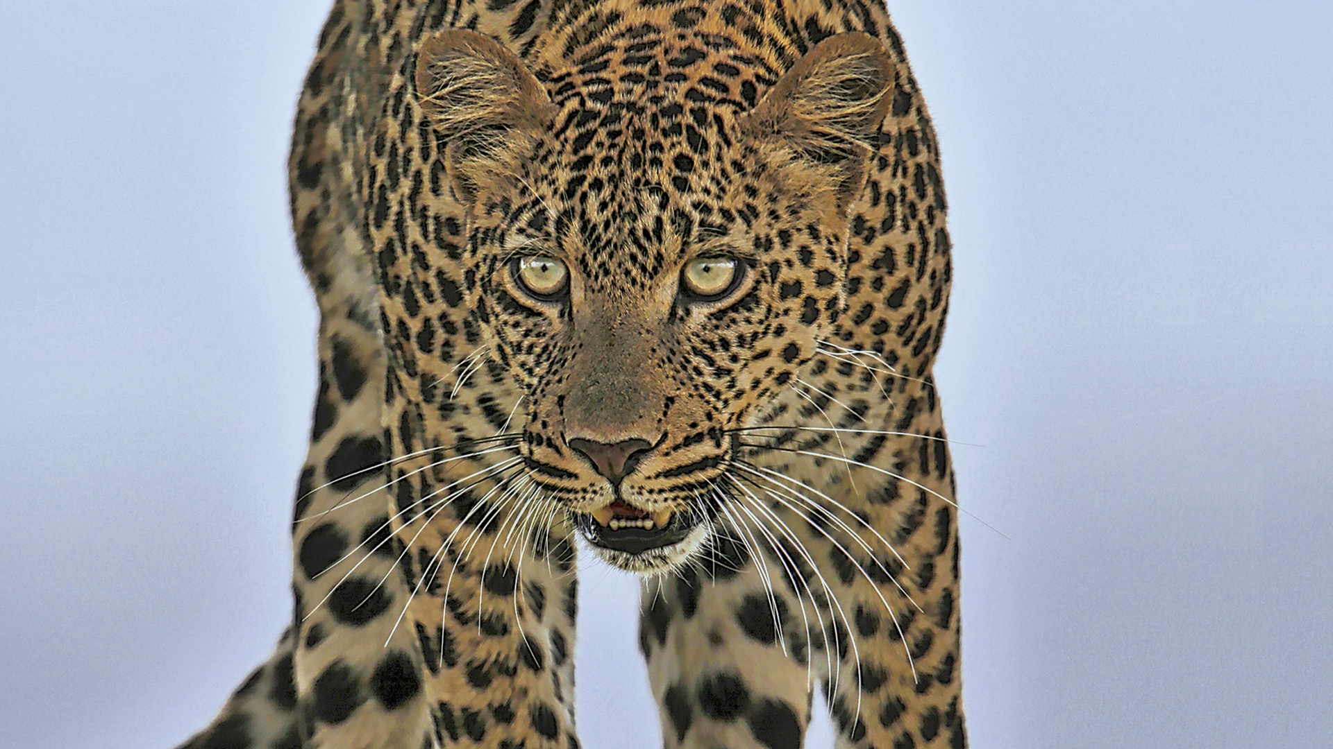 Gabriela Staebler | WILDLIFE PHOTOGRAPHY