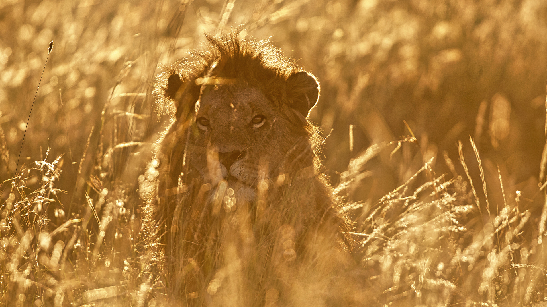 Gabriela Staebler | WILDLIFE PHOTOGRAPHY