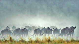 Gabriela Staebler | WILDLIFE PHOTOGRAPHY