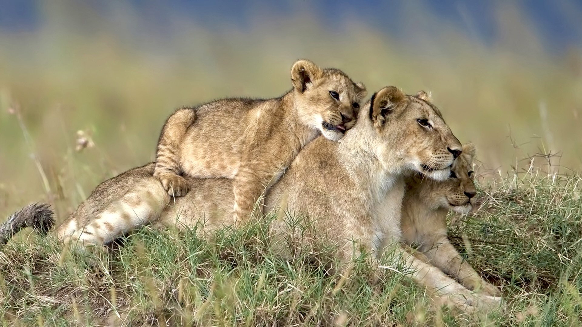 Gabriela Staebler | WILDLIFE PHOTOGRAPHY