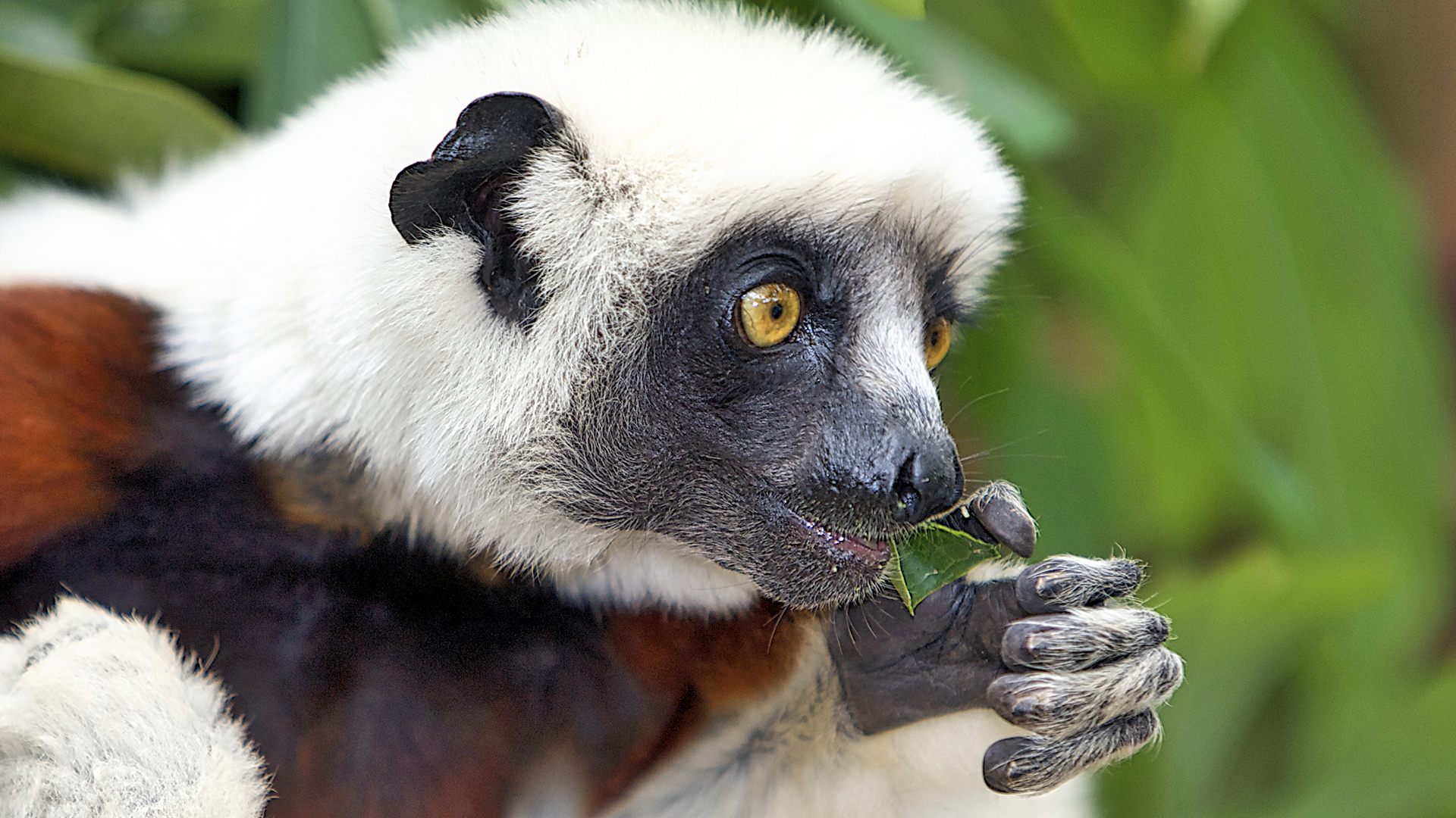 Gabriela Staebler | WILDLIFE PHOTOGRAPHY