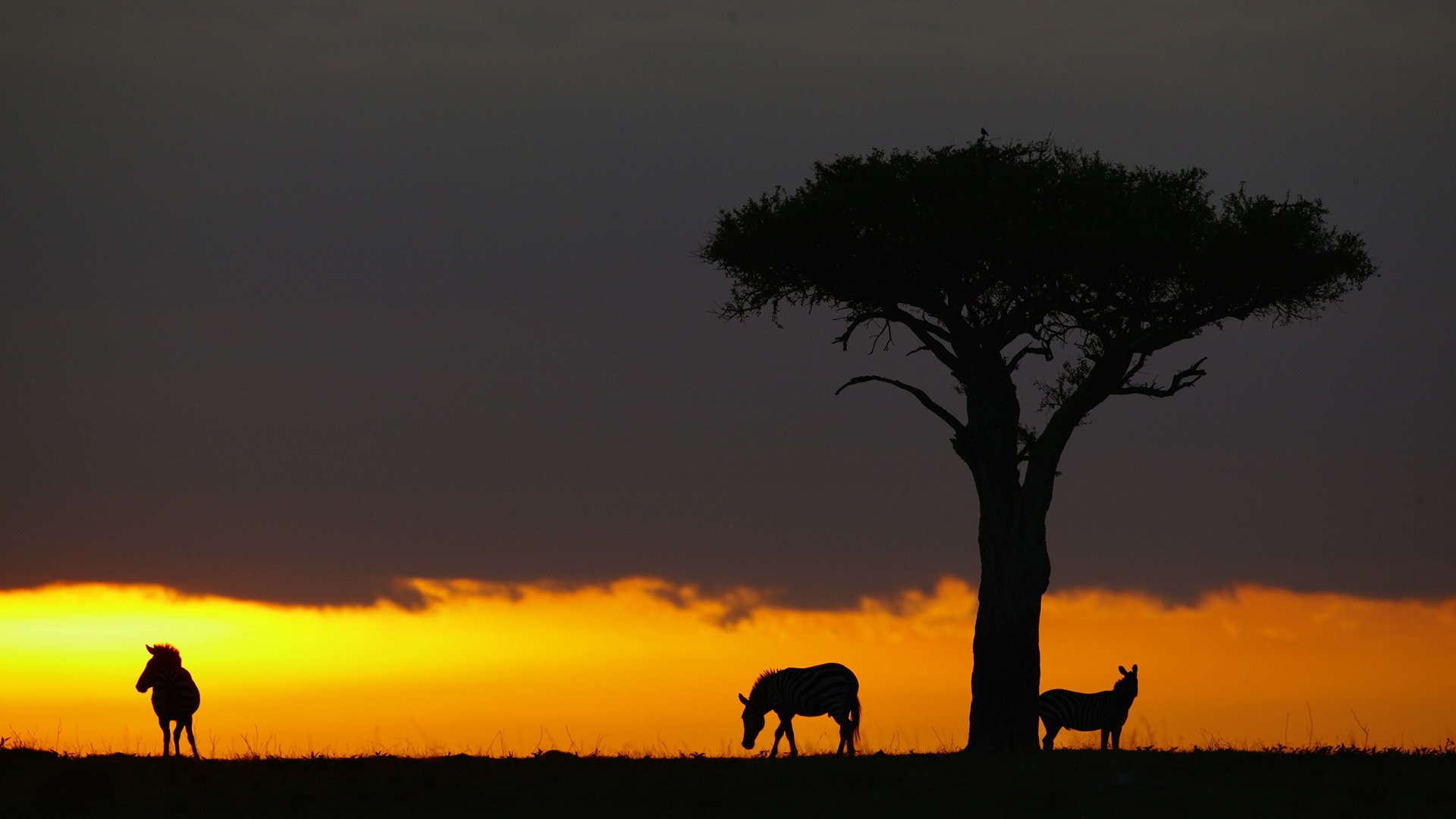 Gabriela Staebler | WILDLIFE PHOTOGRAPHY