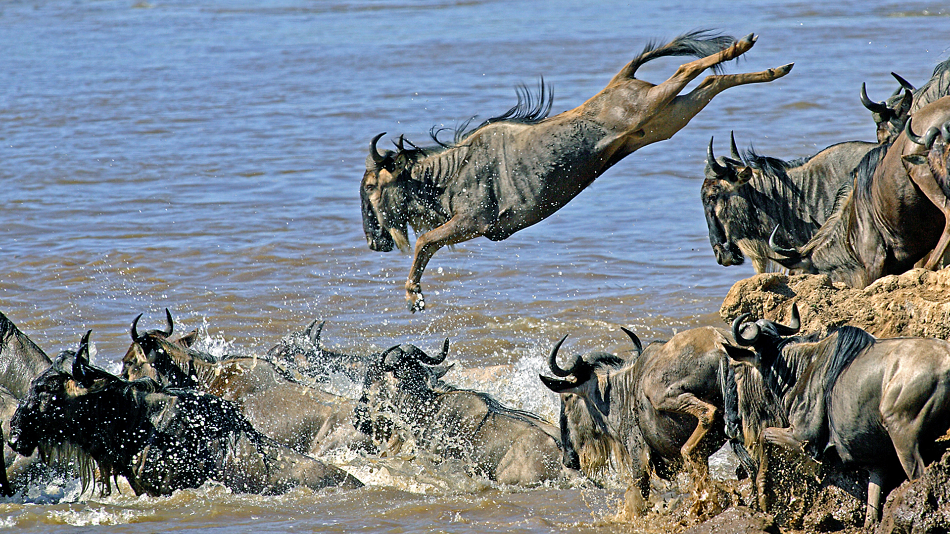 Gabriela Staebler | WILDLIFE PHOTOGRAPHY