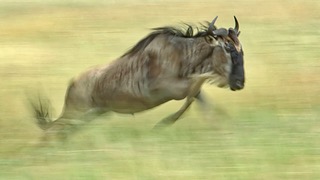 Gabriela Staebler | WILDLIFE PHOTOGRAPHY