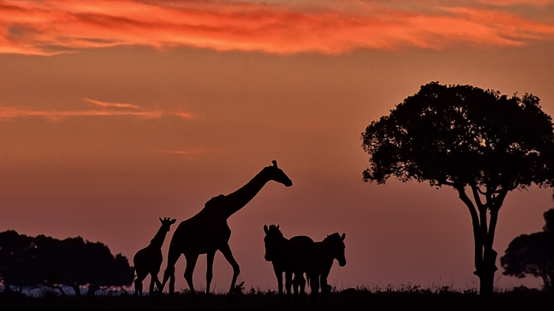 Gabriela Staebler | WILDLIFE PHOTOGRAPHY