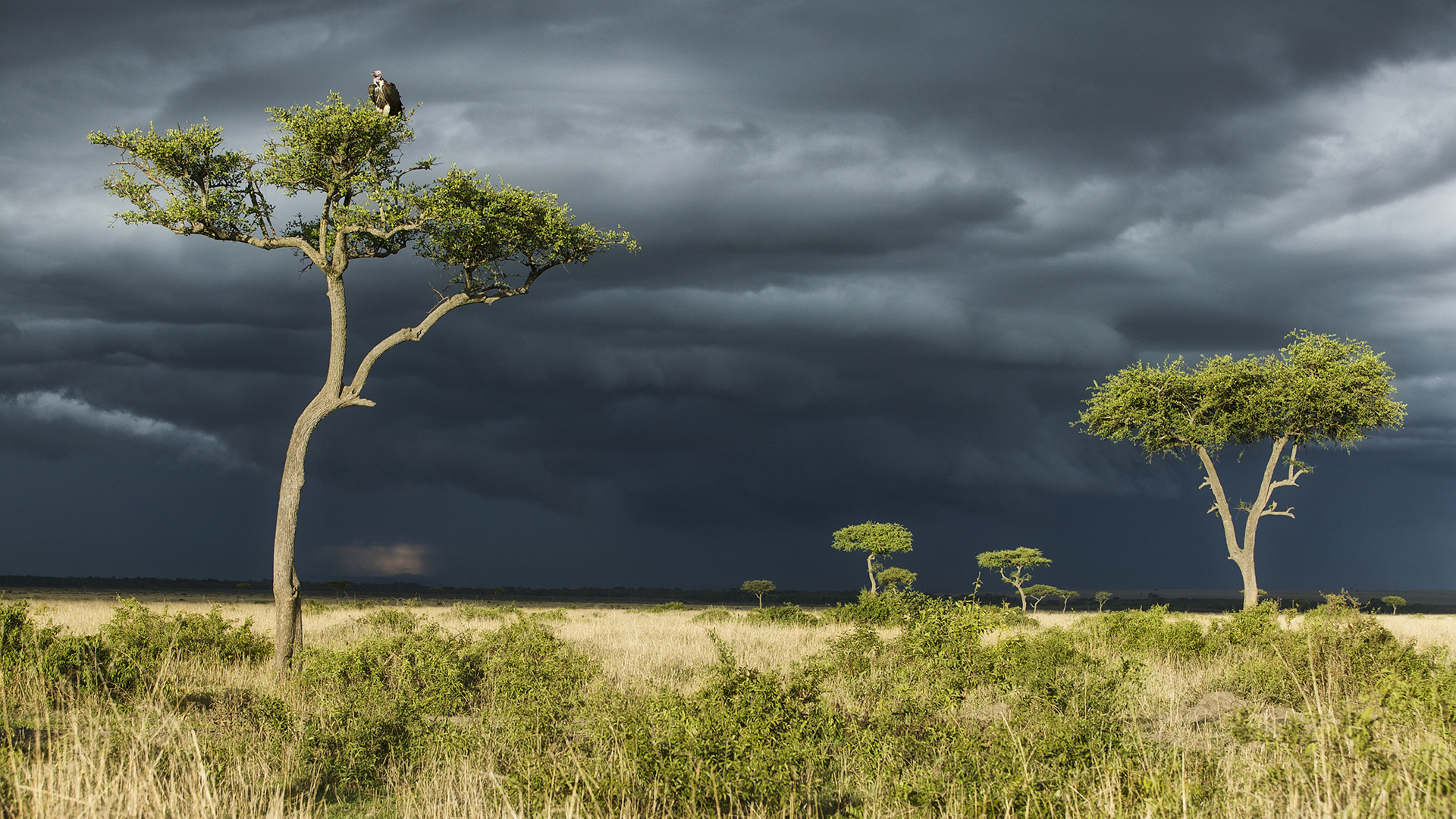 Gabriela Staebler | WILDLIFE PHOTOGRAPHY