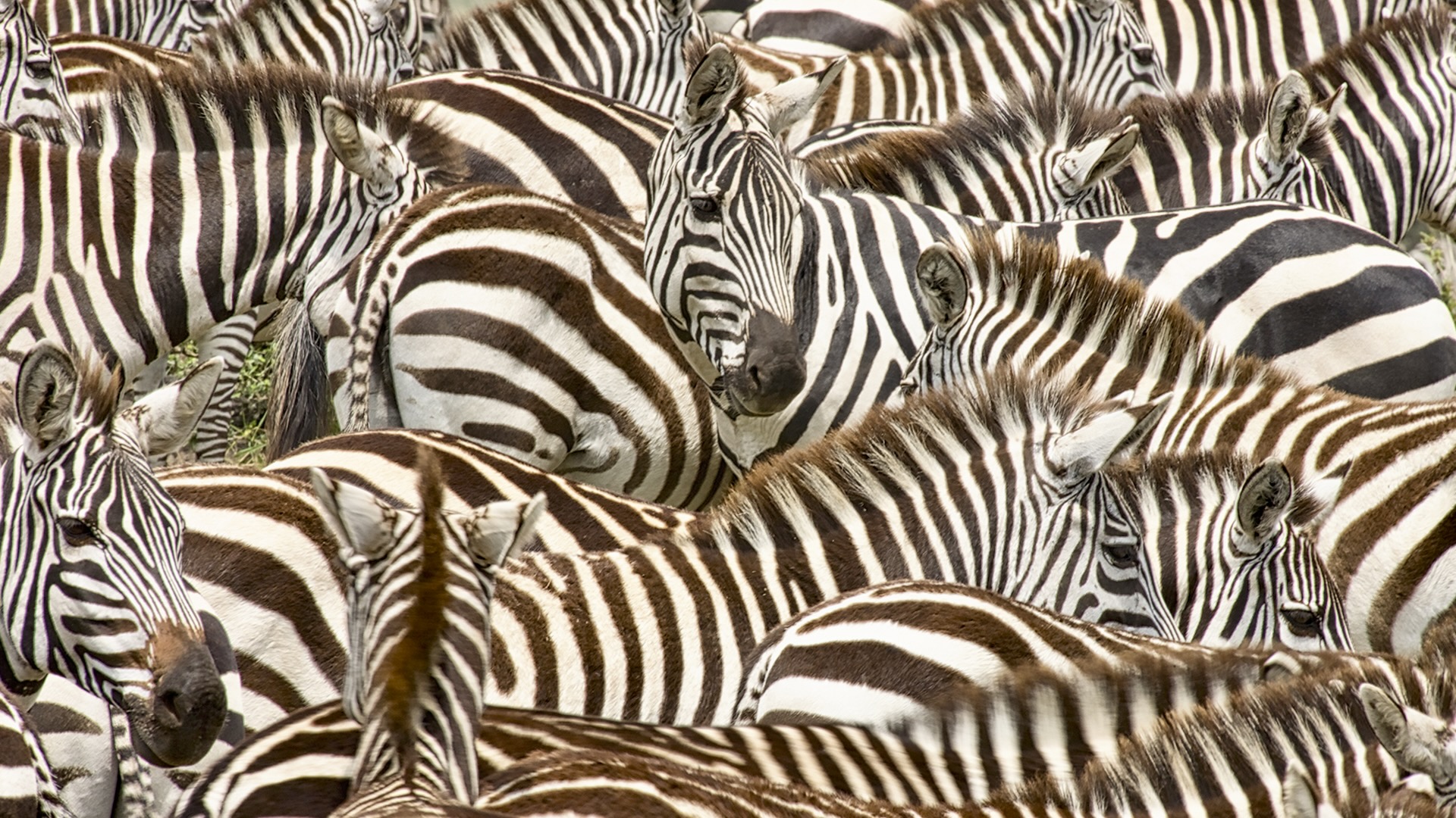 Gabriela Staebler | WILDLIFE PHOTOGRAPHY