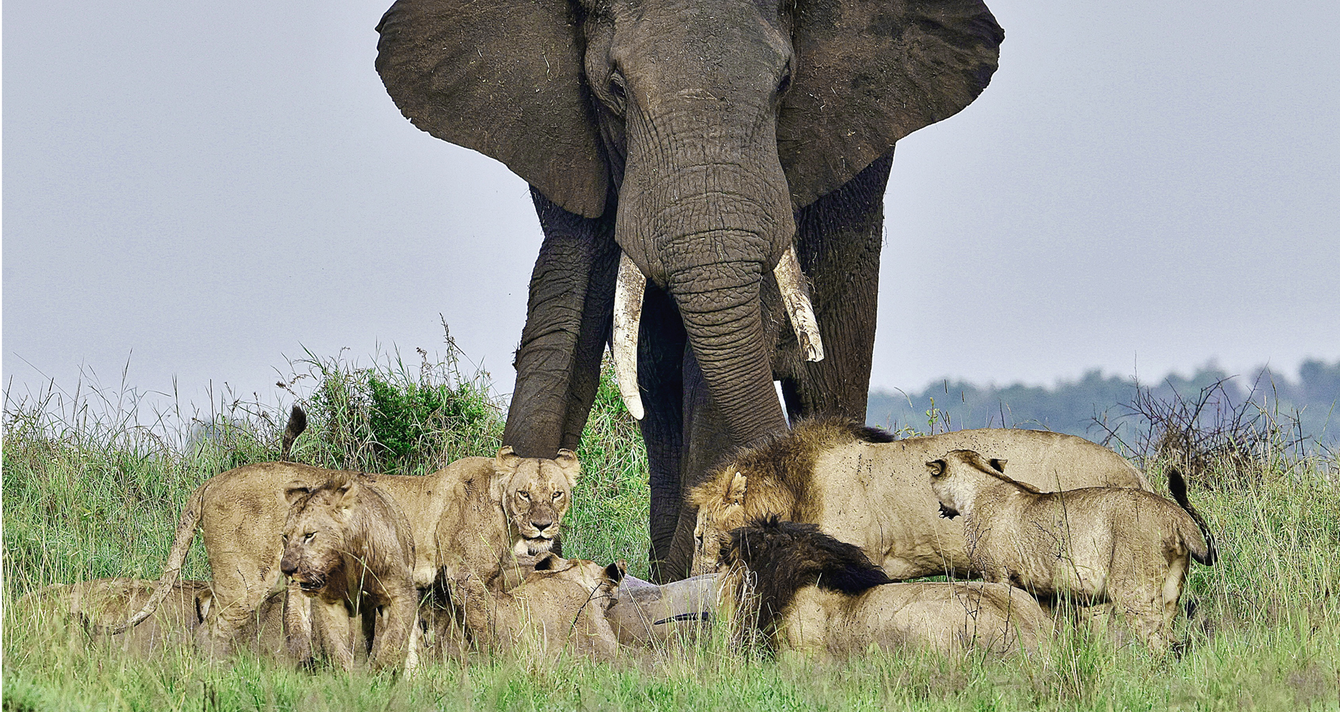 Gabriela Staebler | WILDLIFE PHOTOGRAPHY