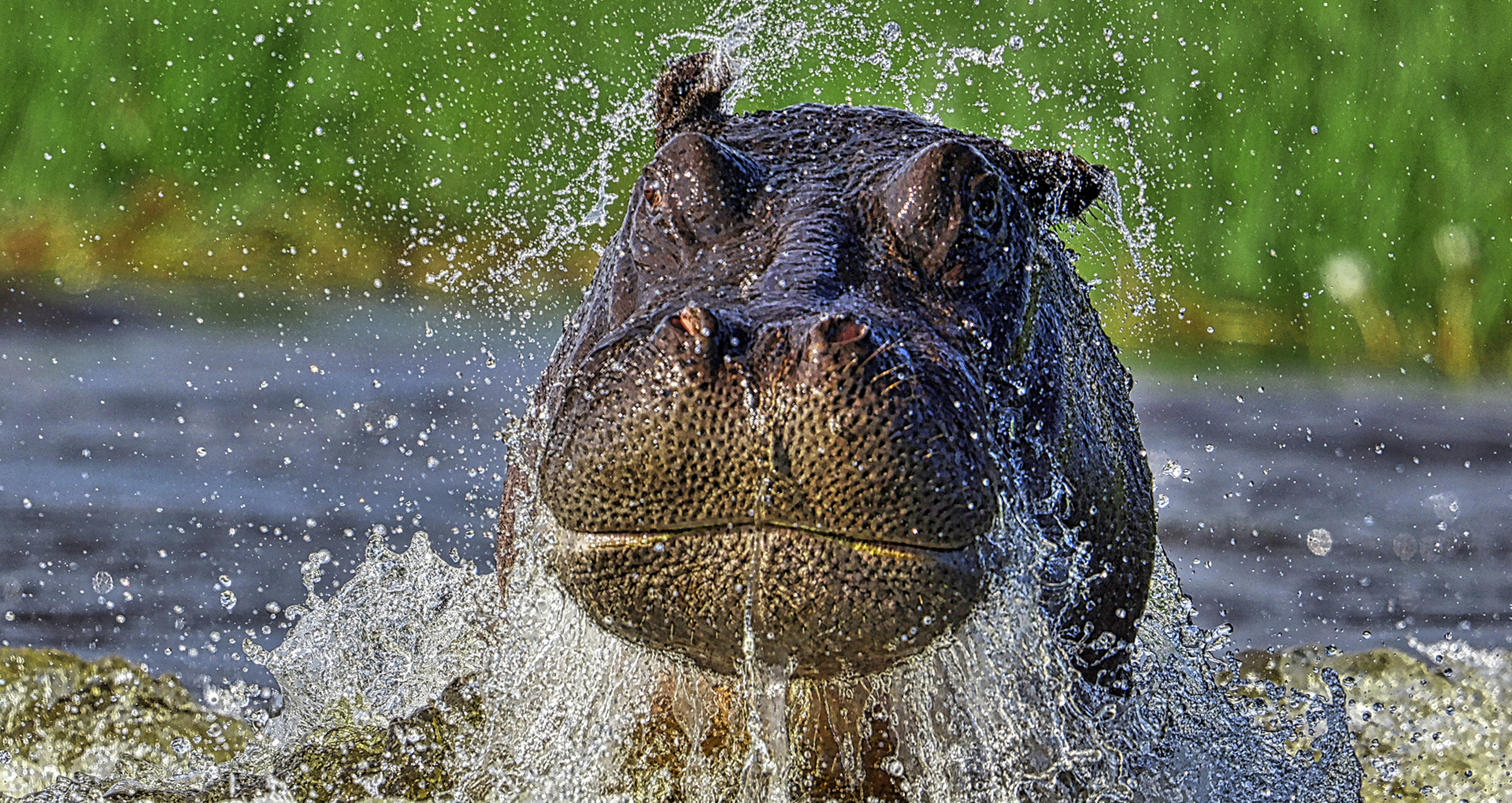 Gabriela Staebler | WILDLIFE PHOTOGRAPHY