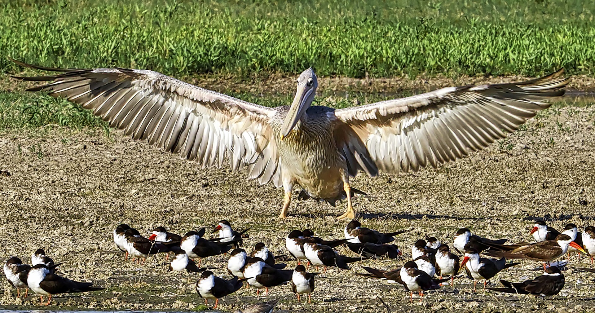Gabriela Staebler | WILDLIFE PHOTOGRAPHY