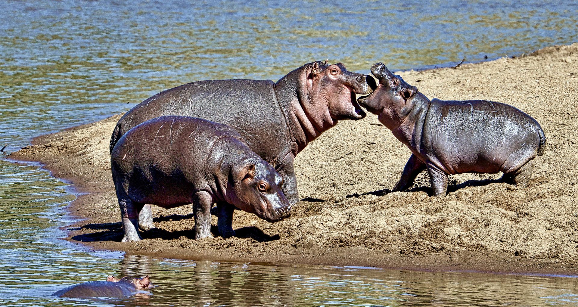 Gabriela Staebler | WILDLIFE PHOTOGRAPHY
