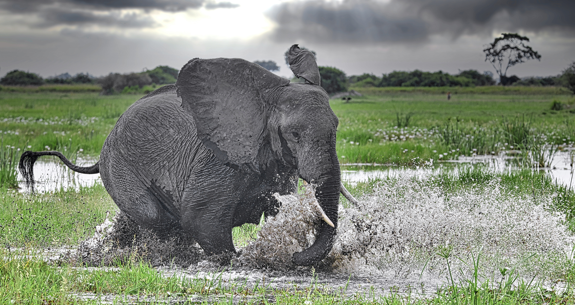 Gabriela Staebler | WILDLIFE PHOTOGRAPHY