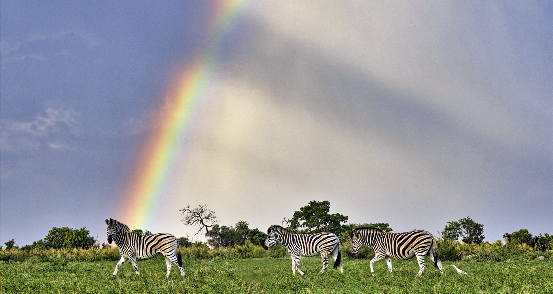 Gabriela Staebler | WILDLIFE PHOTOGRAPHY