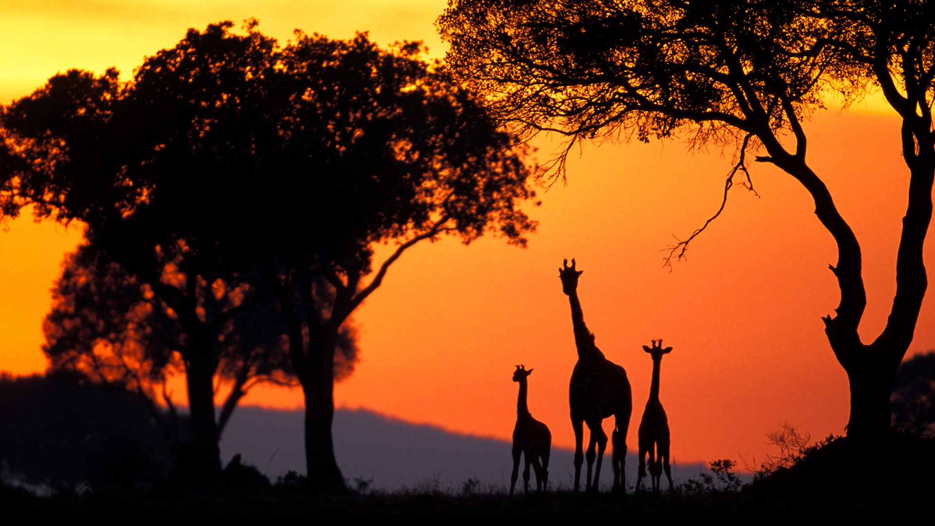 Gabriela Staebler | WILDLIFE PHOTOGRAPHY