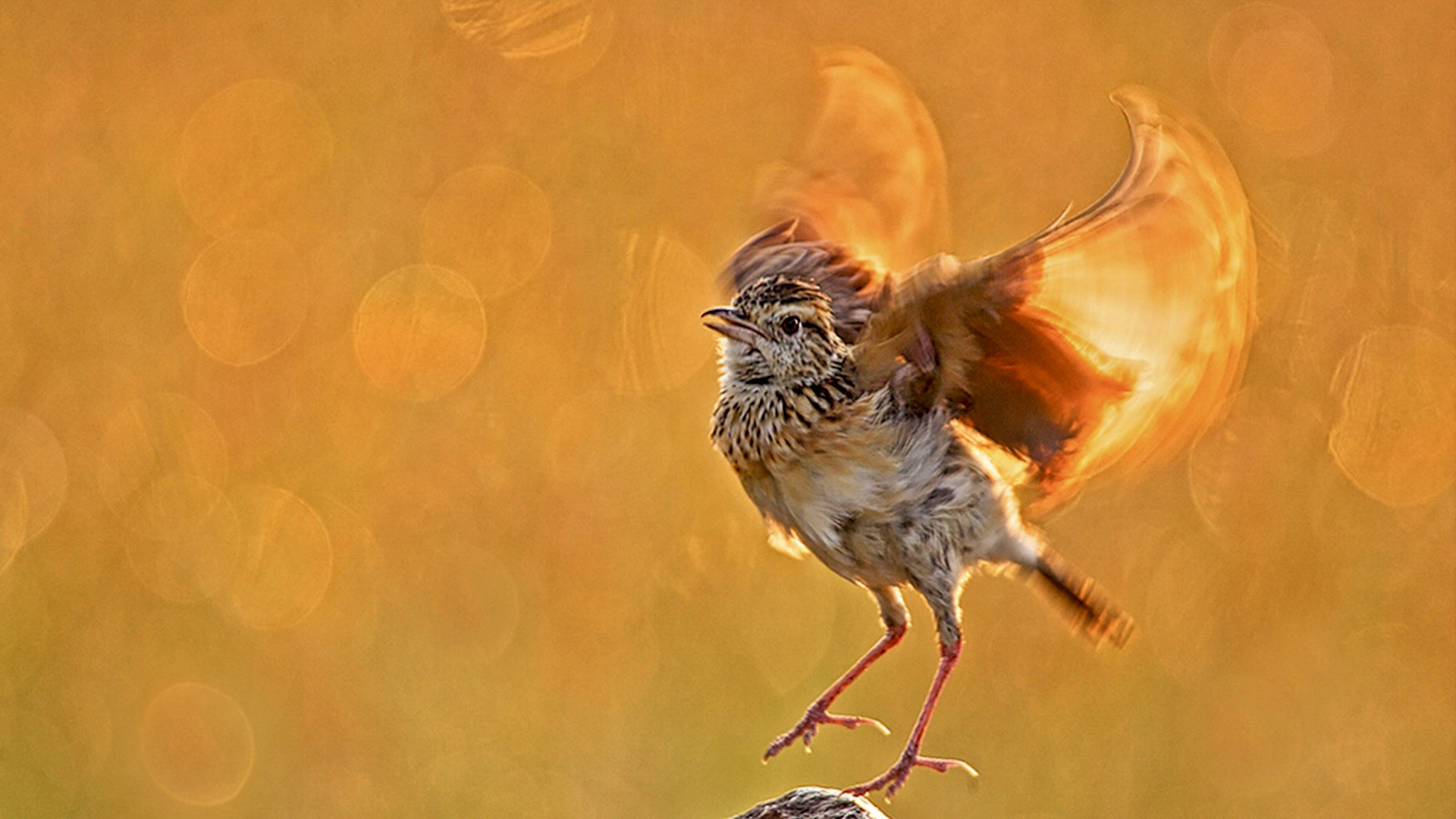 Gabriela Staebler | WILDLIFE PHOTOGRAPHY