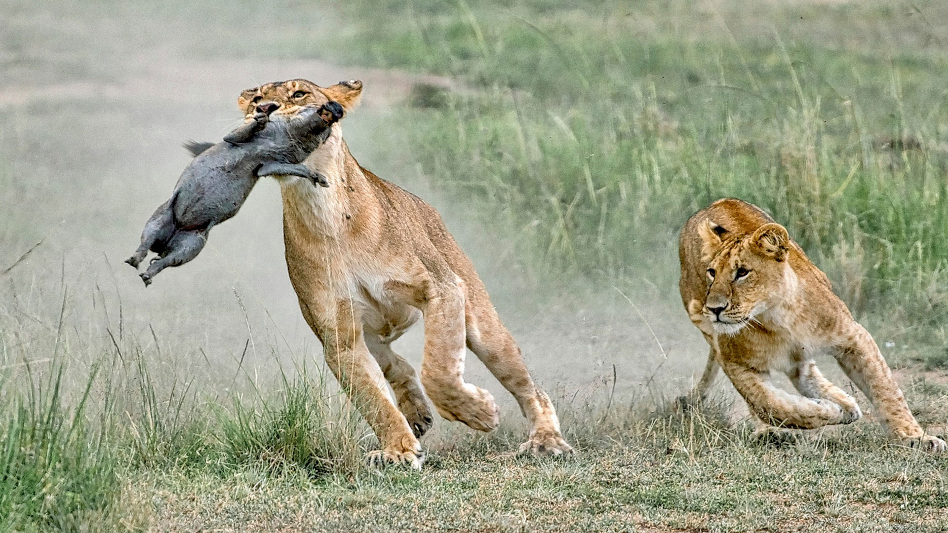 Gabriela Staebler | WILDLIFE PHOTOGRAPHY