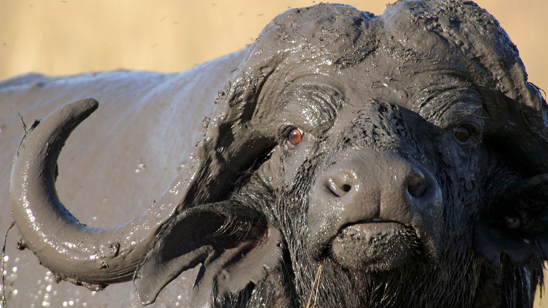 Gabriela Staebler | WILDLIFE PHOTOGRAPHY