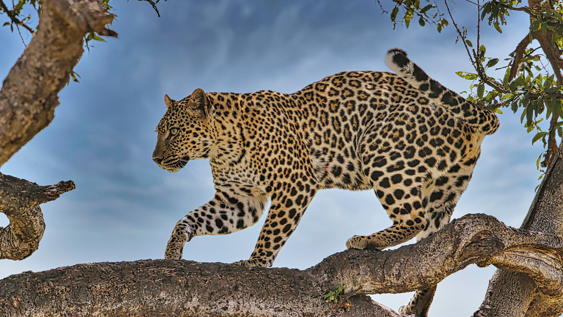 Gabriela Staebler | WILDLIFE PHOTOGRAPHY