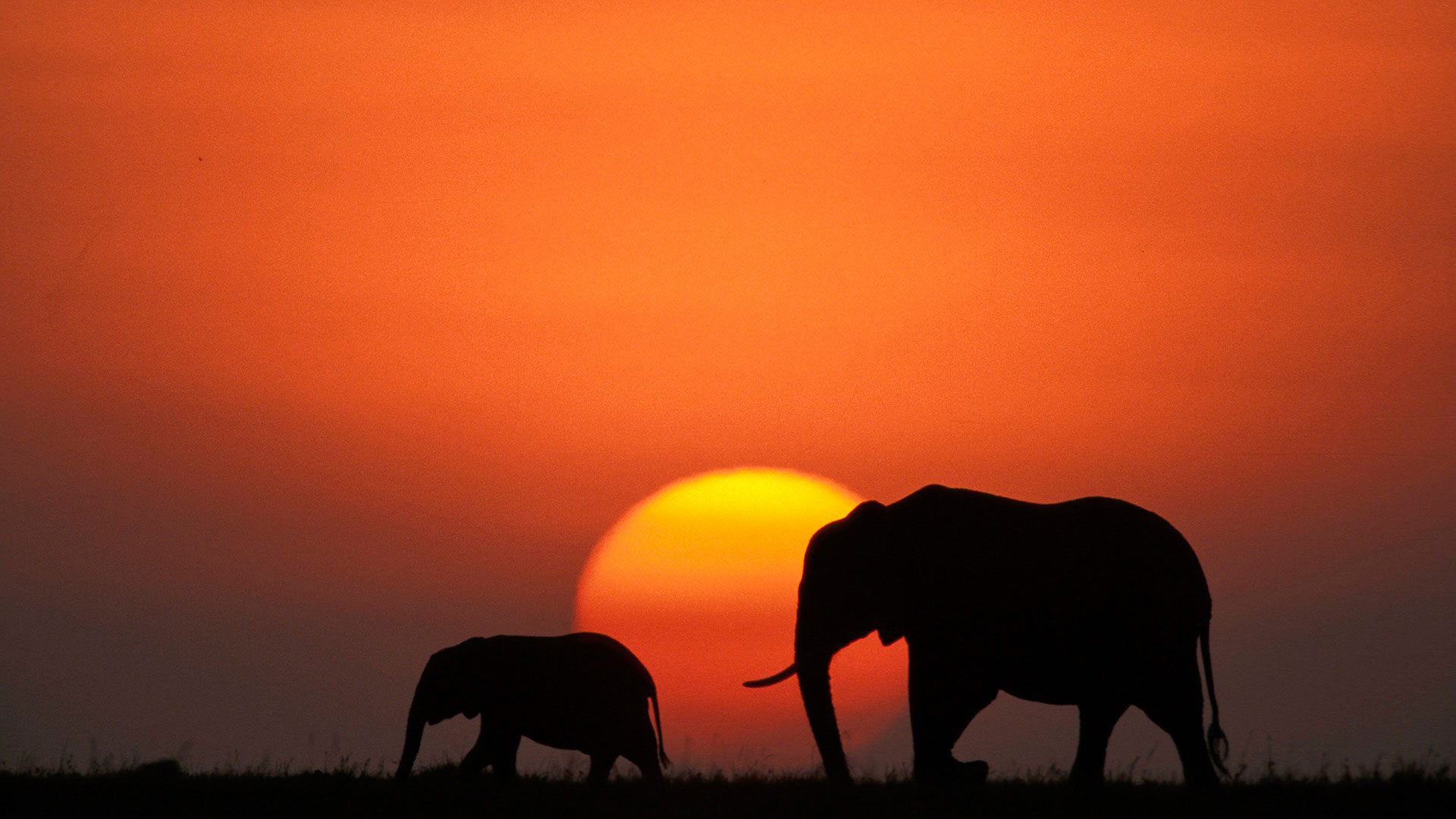 Gabriela Staebler | WILDLIFE PHOTOGRAPHY