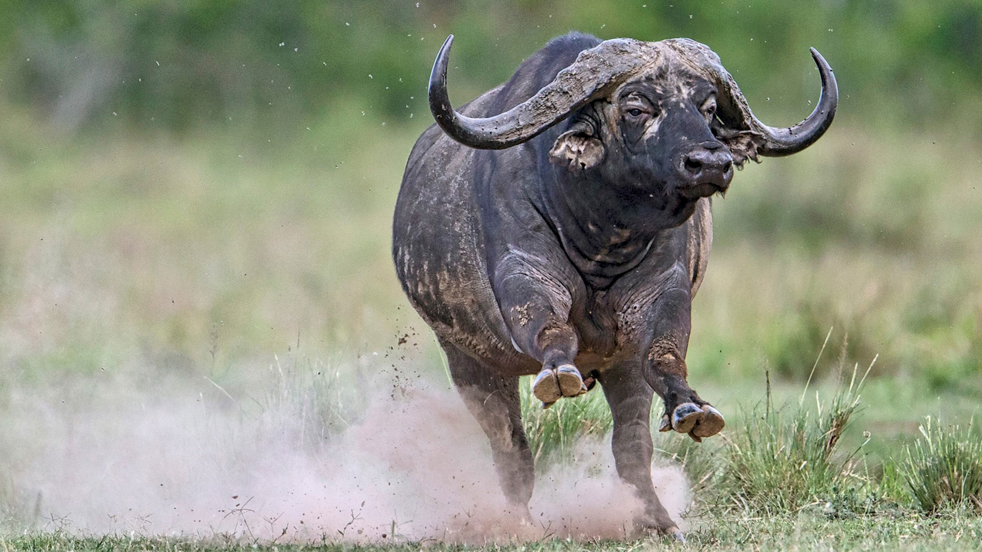 Gabriela Staebler | WILDLIFE PHOTOGRAPHY