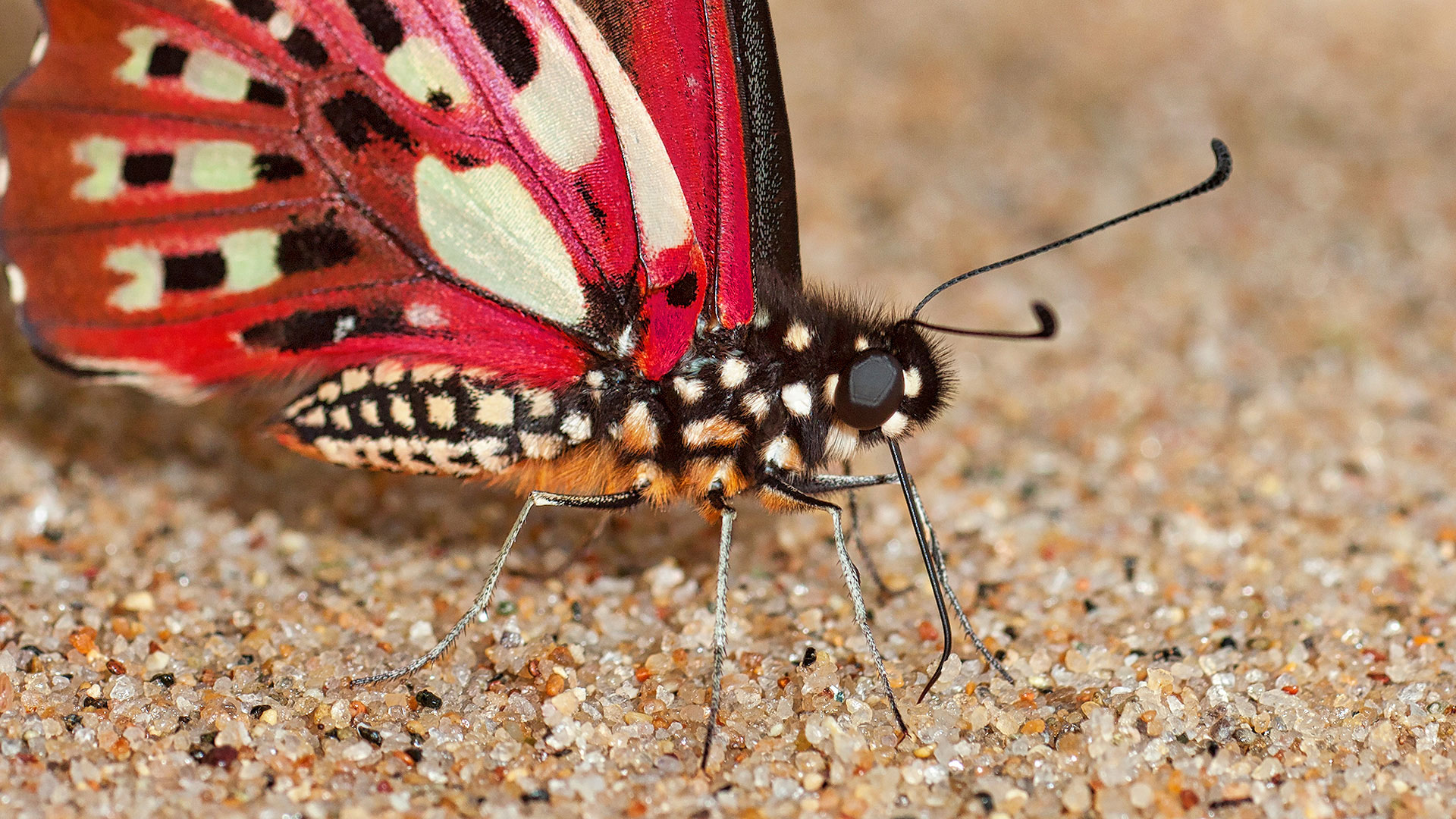 Gabriela Staebler | WILDLIFE PHOTOGRAPHY